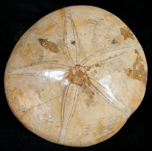 Large, Top Quality Polished Fossil Sand Dollar #11844